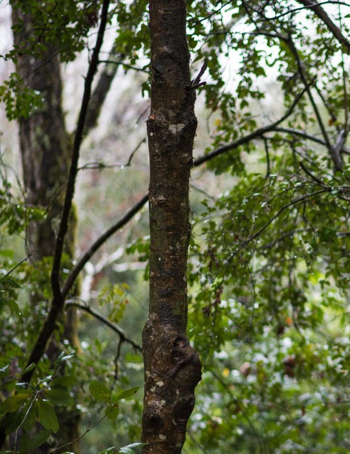 Cabanas Bosques De Loncotraro Villarrica Ngoại thất bức ảnh